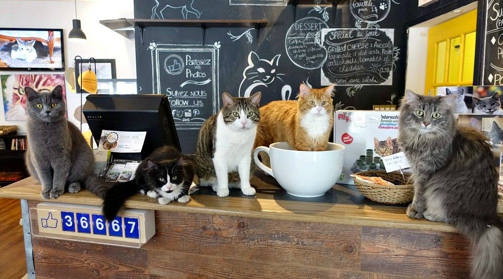 ТОП-30 самых гениальных и сумасшедших идей для бизнеса